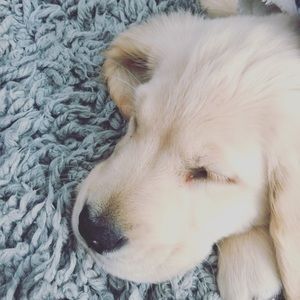 Meet your Posher, Ava